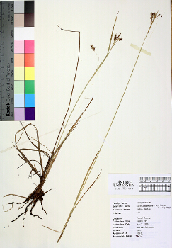 primary herbarium image