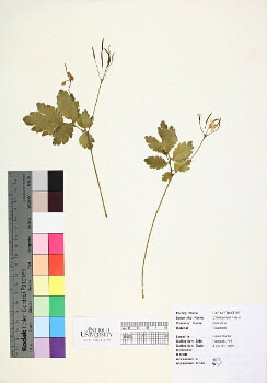 primary herbarium image