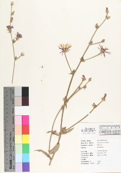 primary herbarium image