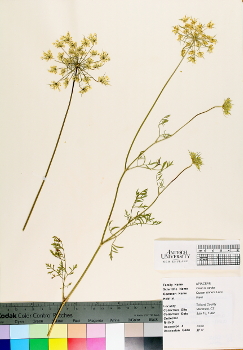 primary herbarium image