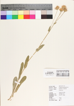 primary herbarium image