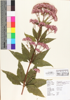 primary herbarium image
