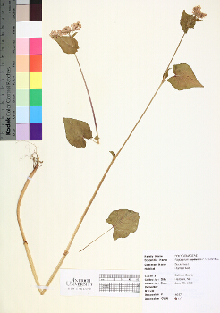 primary herbarium image