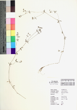 primary herbarium image