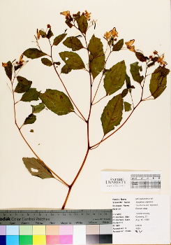 primary herbarium image
