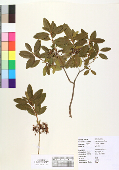 primary herbarium image