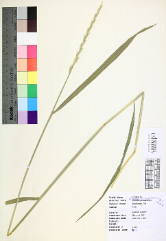 primary herbarium image