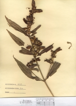 primary herbarium image