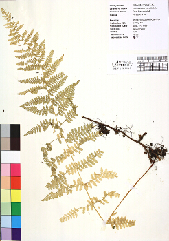 primary herbarium image
