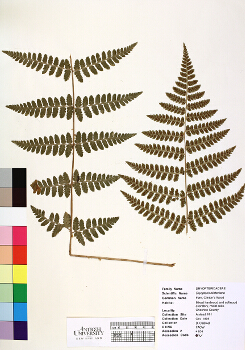 primary herbarium image