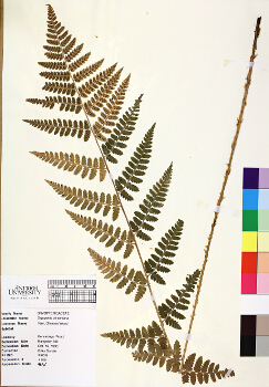 primary herbarium image