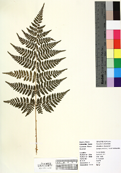 primary herbarium image