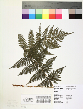 primary herbarium image
