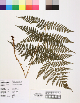 primary herbarium image