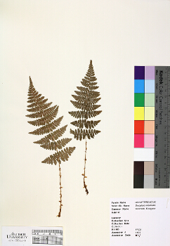 primary herbarium image