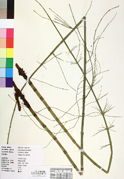 primary herbarium image