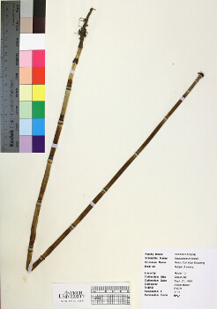 primary herbarium image