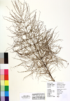 primary herbarium image