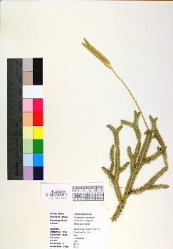 primary herbarium image