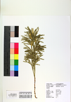 primary herbarium image