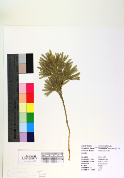 primary herbarium image