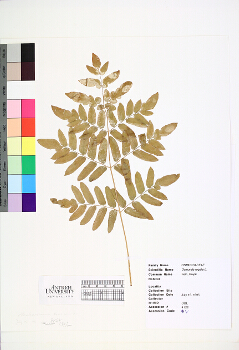 primary herbarium image