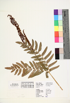 primary herbarium image
