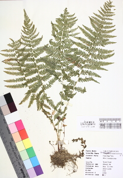 primary herbarium image