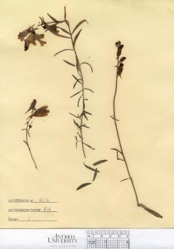 primary herbarium image