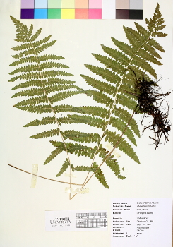 primary herbarium image