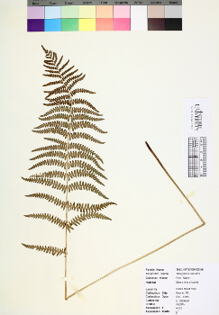 primary herbarium image