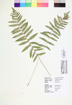 primary herbarium image