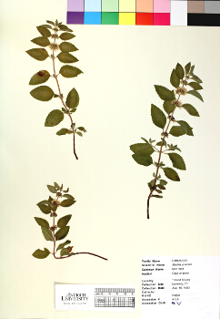 primary herbarium image