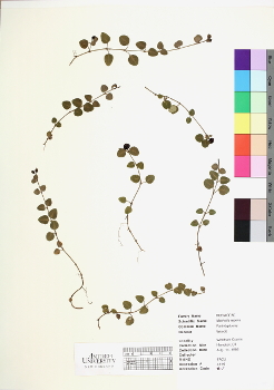 primary herbarium image