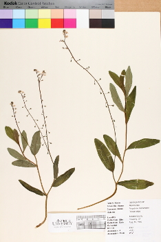 primary herbarium image