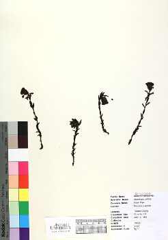primary herbarium image