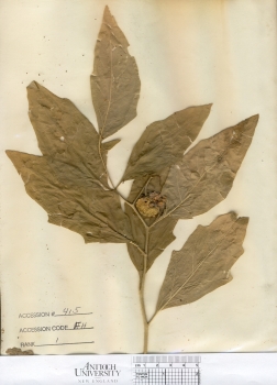 primary herbarium image