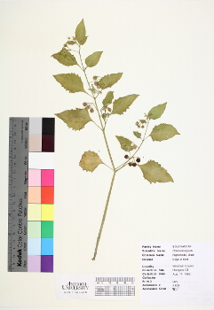primary herbarium image