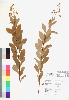 primary herbarium image