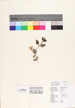 primary herbarium image