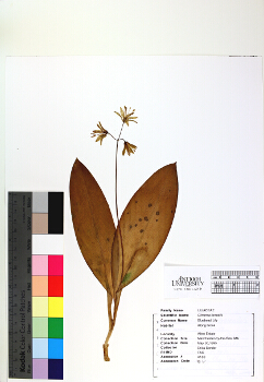 primary herbarium image