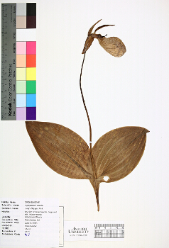 primary herbarium image