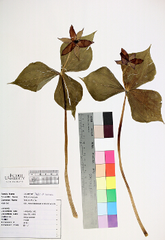 primary herbarium image