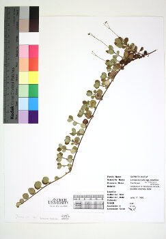 primary herbarium image