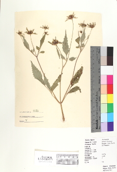 primary herbarium image
