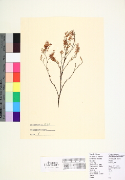 primary herbarium image