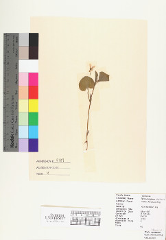 primary herbarium image