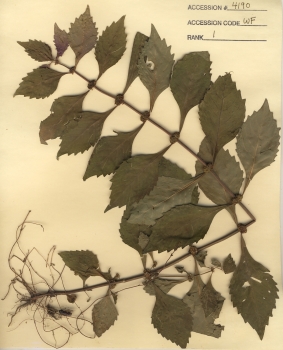 primary herbarium image