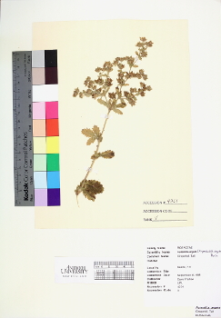 primary herbarium image
