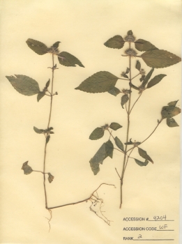 primary herbarium image
